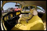 gal/Meeting_vwspirit_2006/_thb_lefrouze_meeting_vwspirit_2006_050.jpg