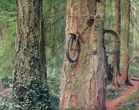 Vélo-arbre.jpg